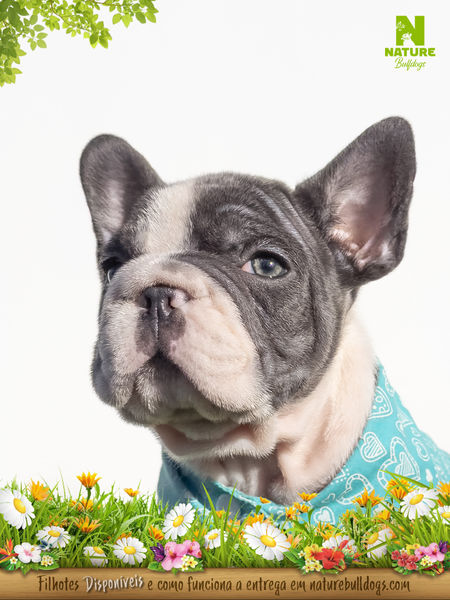 Close de Bulldog Francês Blue Pied
