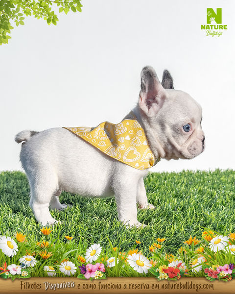 Filhote bulldog frances branco
