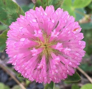 clover