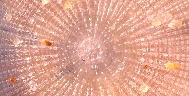 Shell radiating