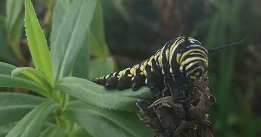 Wanderer caterpillar
