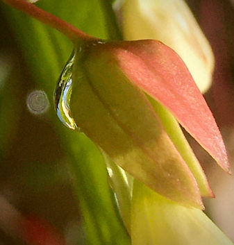 Orb and flower