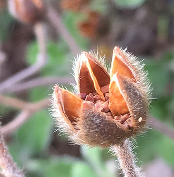 Flower basking