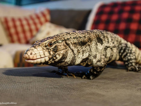 Black and white tegu lizard resting on a couch cushion indoors, with red plaid pillows softly blurred in the background.