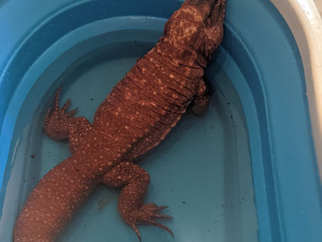 David - Red Argentine Tegu (Lizard)