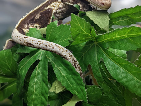 Luminaire - Crested Gecko