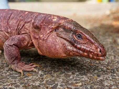 David - Red Argentine Tegu (Lizard)
