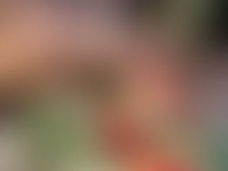 Michelangela - Sulcata Tortoise