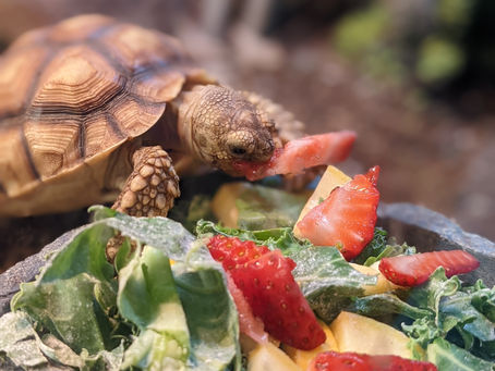 Michelangela - Sulcata Tortoise