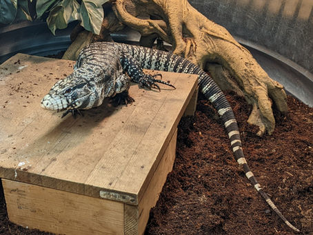 Alexis - B&W Columbian Tegu (Lizard)