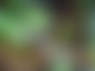 Hook - Leopard Gecko