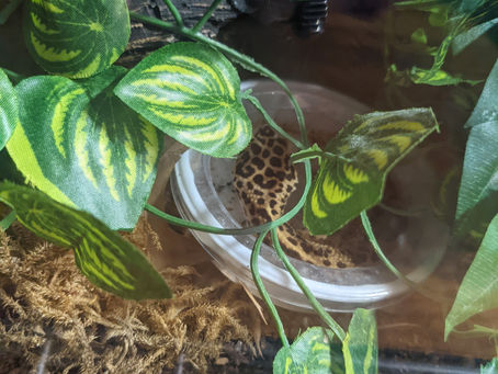 Hook - Leopard Gecko