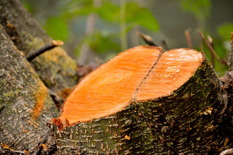 wood-3814939.jpg