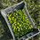 Thumbnail: Ad Olivetum Olives de Bellissima