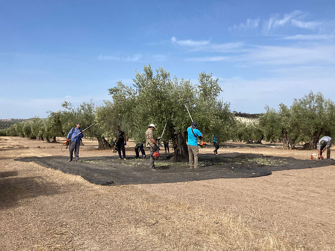 Ad Olivetum récolte des olives à Jaén (Andalousie, Espagne)