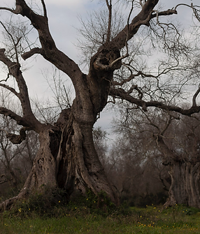 tree1.png
