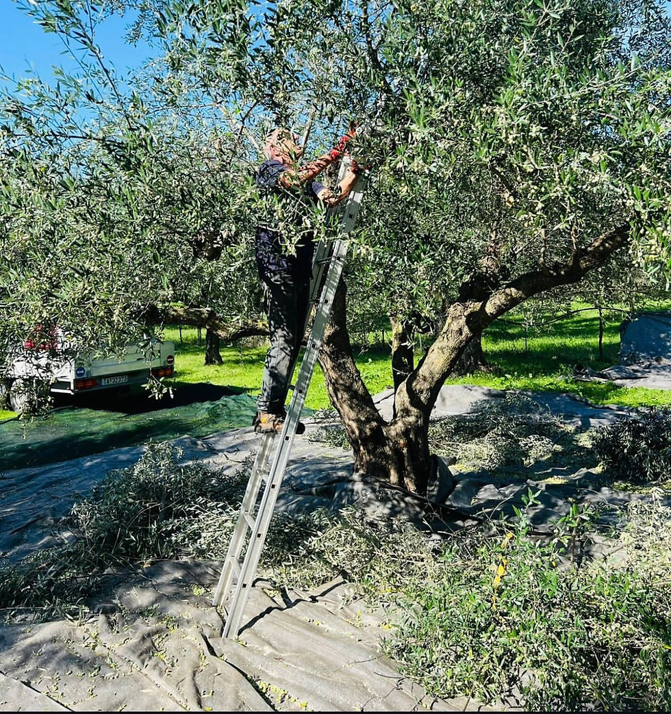 Miniature : Eleology Chef's Table bidon 5L