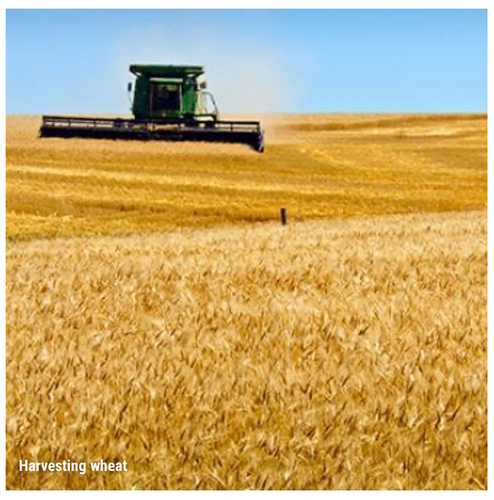 Kansas Agriculture kansas-agriculture