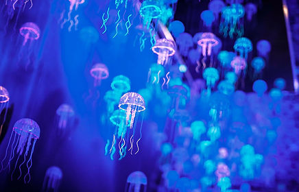 Jellyfish display at the Monsters of the Sea exhibition
