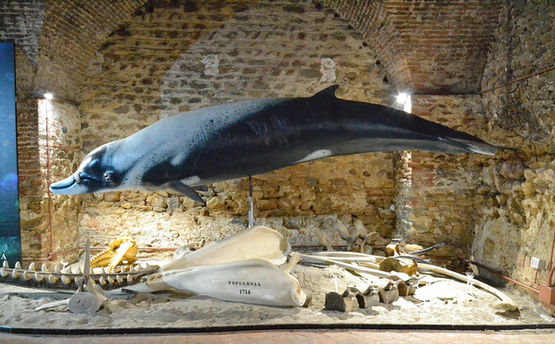 Abyss - World Touring Exhibitions