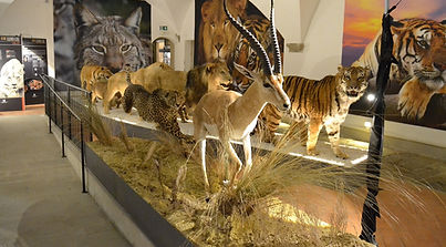Wild animals on display at the Felines exhibition