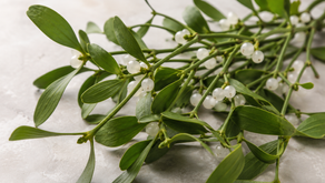 European mistletoe for cancer Dr. Lena Suhaila