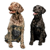 CACH-Dogs-No-BG%2520(3)%2520(2)_edited_e