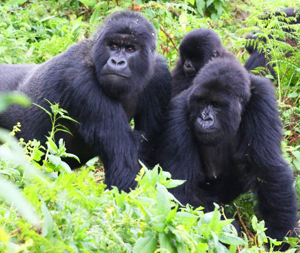 GREAT APES