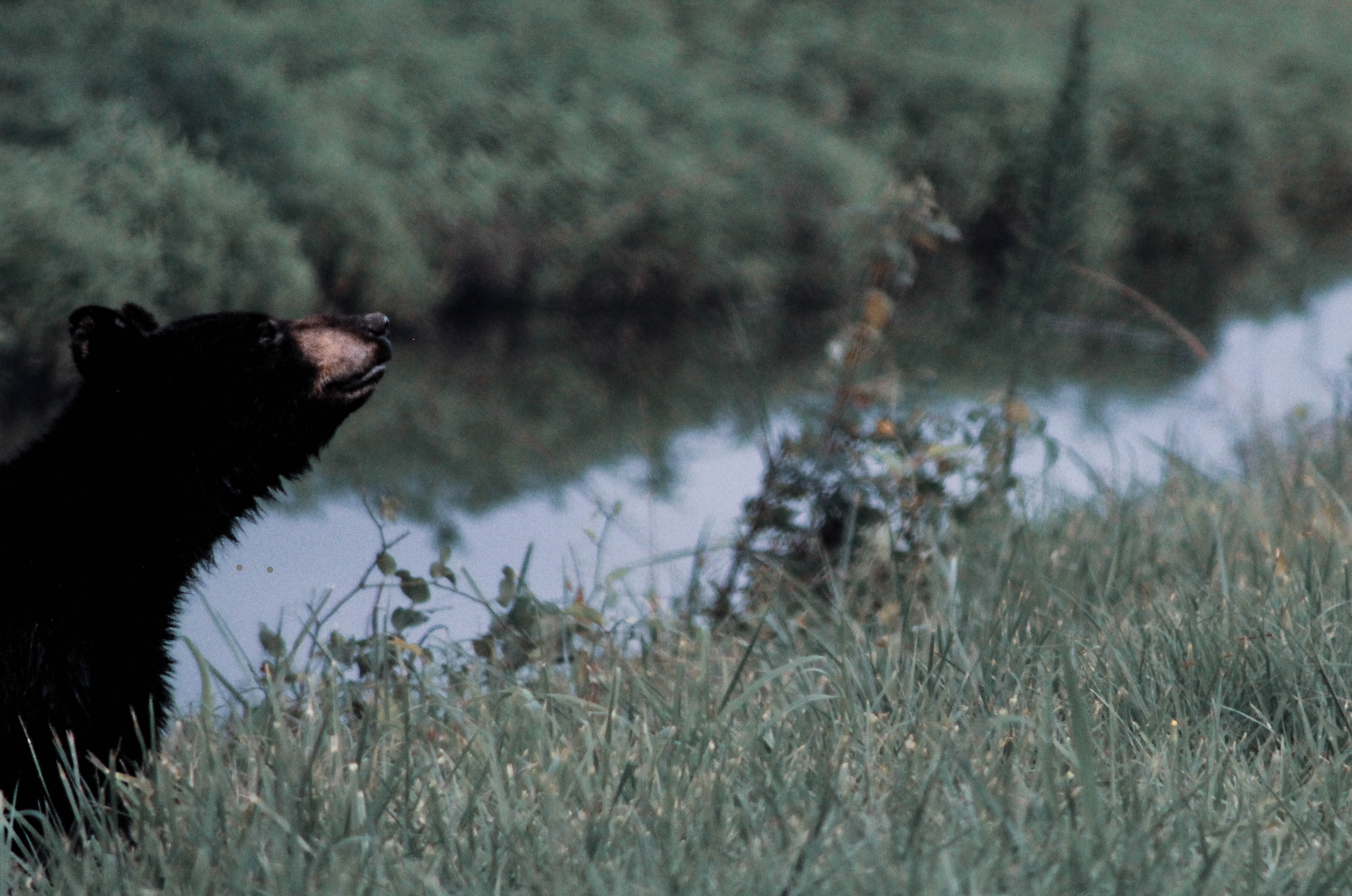 Rustic Bear