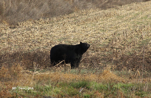 Black Bear