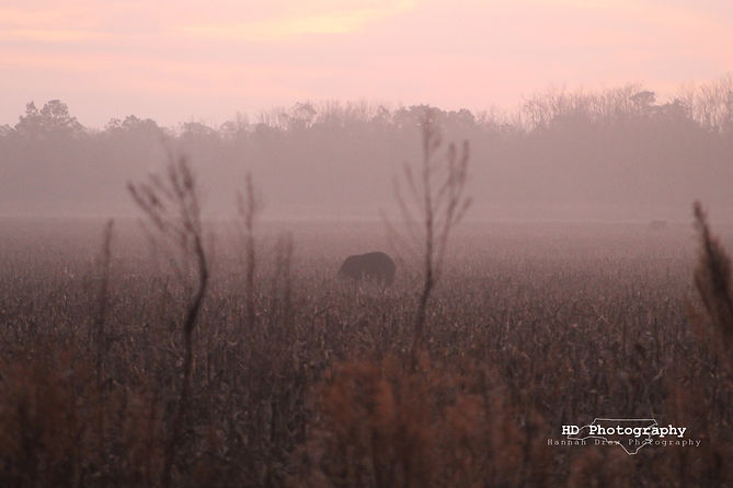 two bears in the early morning fogHDPHOTO.jpg