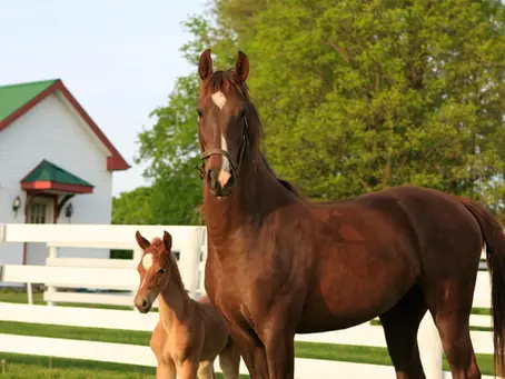 How to Price Your Equine Farm Services Profitably