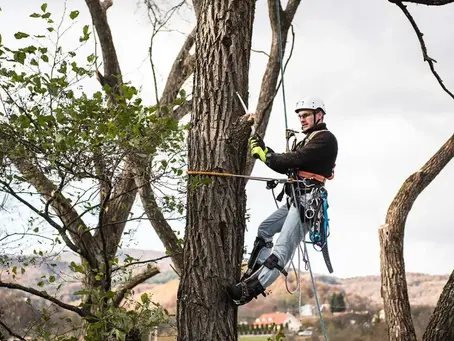 Email Marketing Tips for Tree Service Contractors to Keep Customers Engaged
