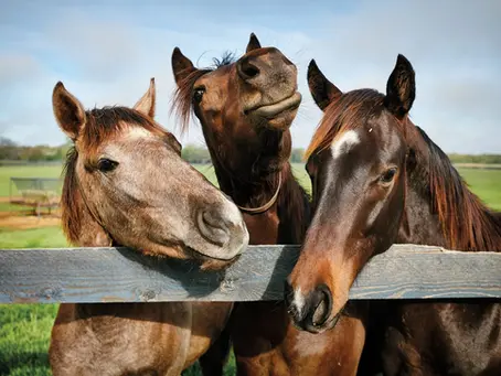 What Kind of Insurance Do You Need for an Equine Farm?