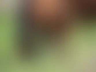 Common Risks Equine Farm Owners Face And How to Avoid Them