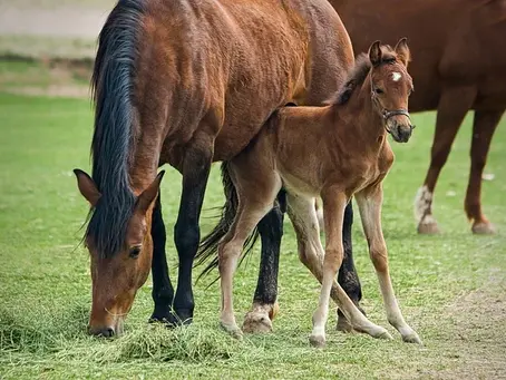 Common Risks Equine Farm Owners Face And How to Avoid Them