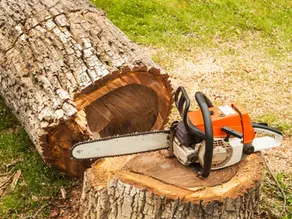 How Much Is a Tree Service Business Worth?