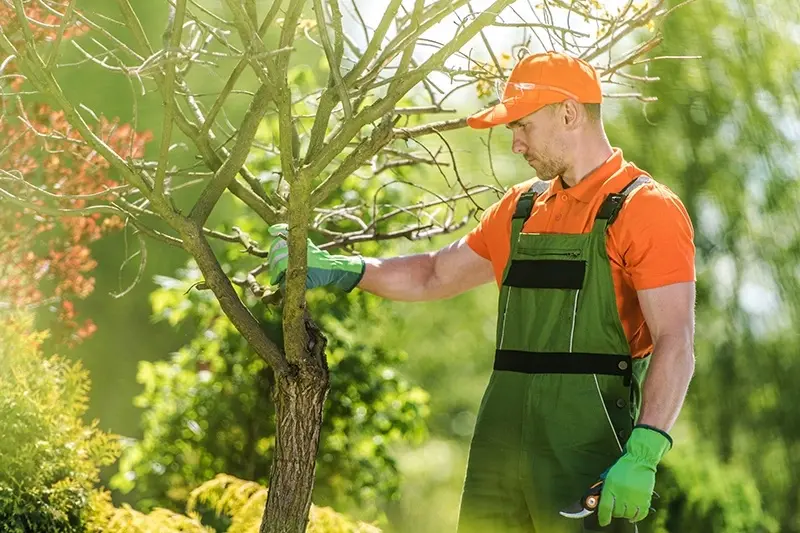 Tree Service