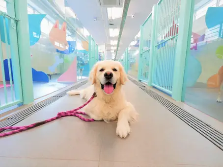 Required Pet Boarding Business Insurance Coverage for Kennels