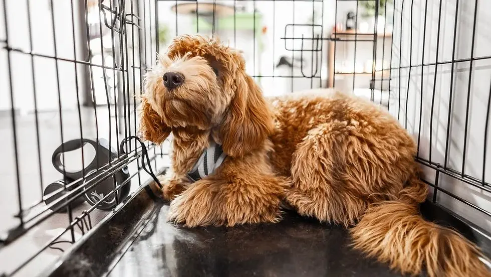 Pet Boarding Business