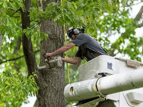 How Much Working Capital Do I Need After Buying a Tree Service Business