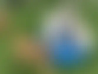 Commercial Property Insurance for Kennels and Pet Boarding