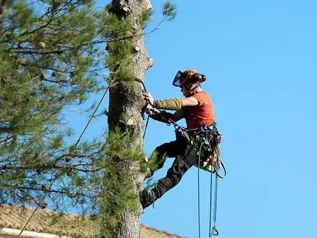 Workers' Comp for Tree Service Companies: Coverage and Costs