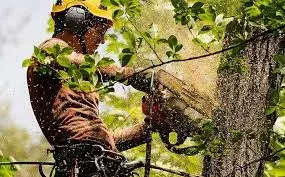 Tree Trimming Insurance: Why General Liability Isn't Enough