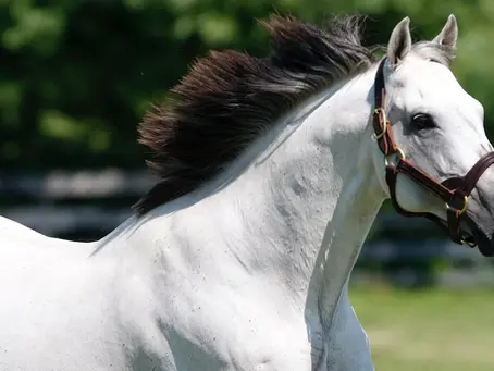 Is Owning an Equine Farm Profitable? | Wexford Insurance