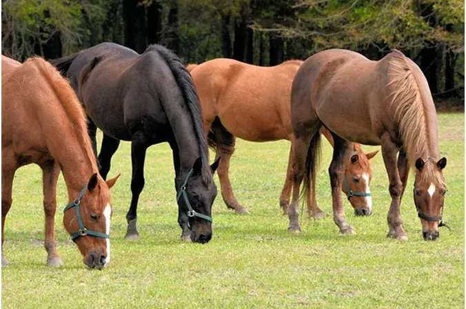 Equine Farm Insurance Quote Checklist for Horse Farm Owners