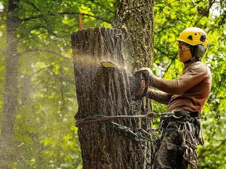 Do I Need a License or Certification to Operate a Tree Service Business?
