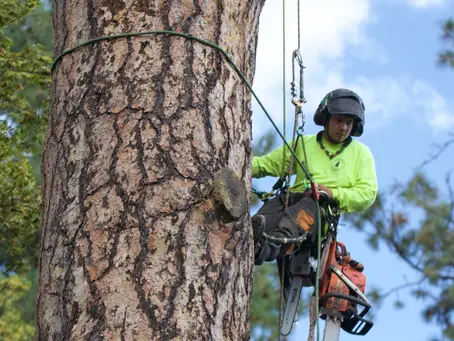 What Kind of Insurance Do I Need for a Tree Service Business?