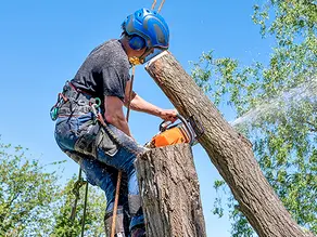 How Do I Get Commercial Tree Service Contracts?