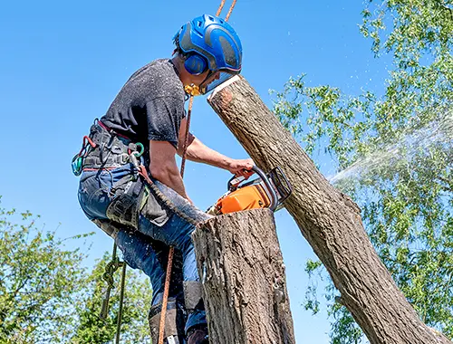 Tree Service